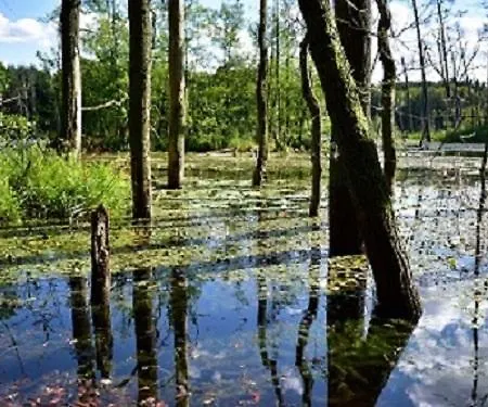 ホテル Nationalparkhotel Kranichrast Schwarzenhof